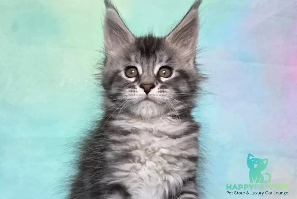 Quail Maine Coon male black silver tabby - live animals