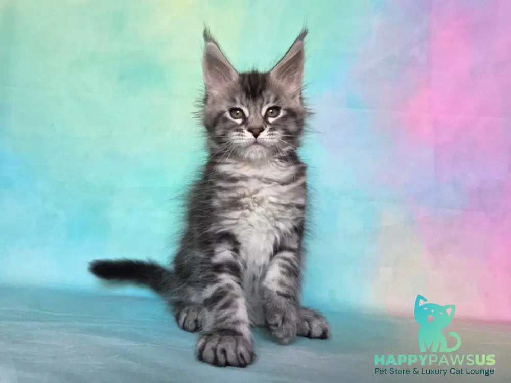 Quail Maine Coon male black silver tabby - live animals