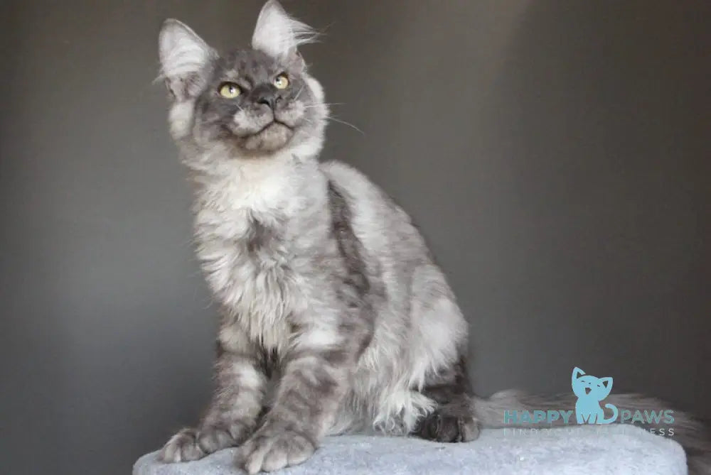 Quaint Maine Coon male black silver live animals