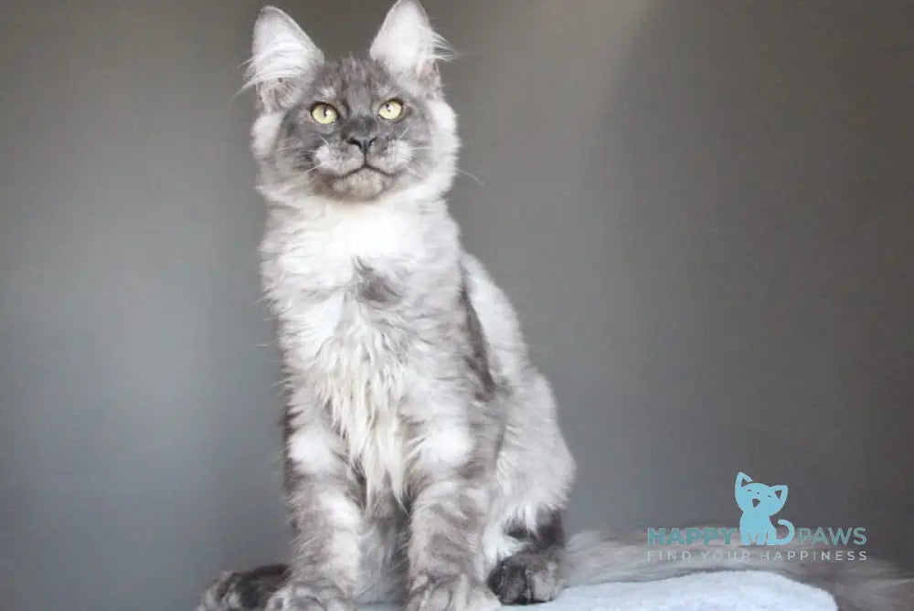 Quaint Maine Coon male black silver live animals