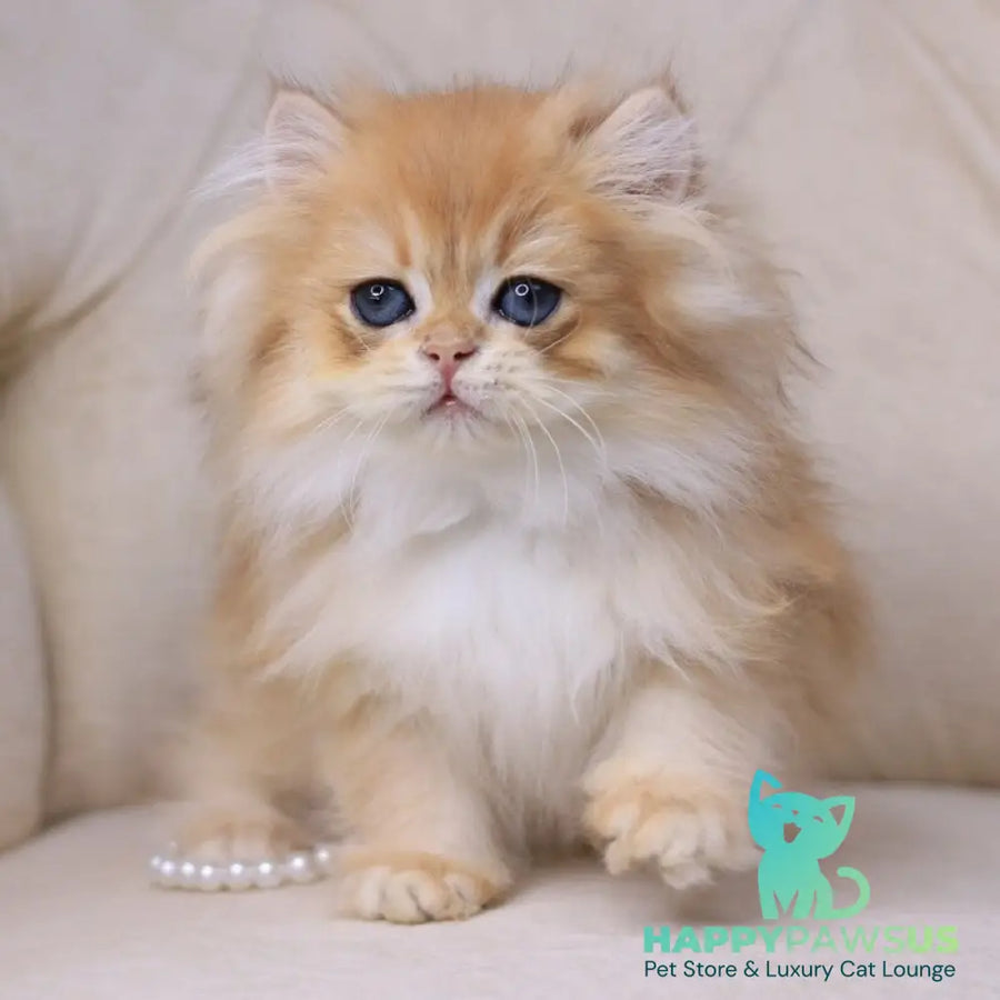 Quantum British Longhair male black golden chinchilla - live animals