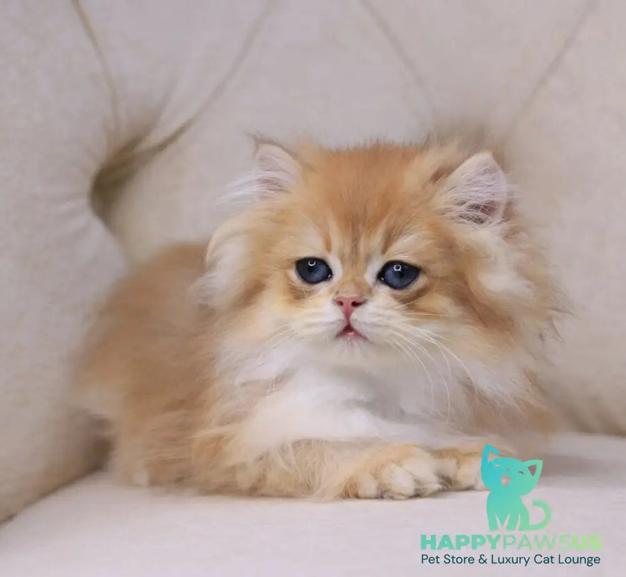 Quantum British Longhair male black golden chinchilla - live animals