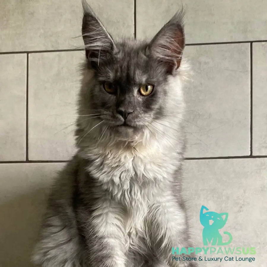 Quart Punch Maine Coon male blue silver - live animals