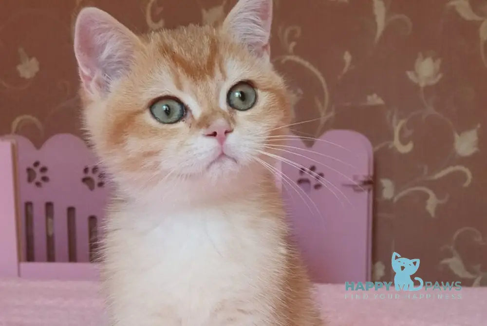 Quartz British Shorthair male chocolate golden chinchilla live animals