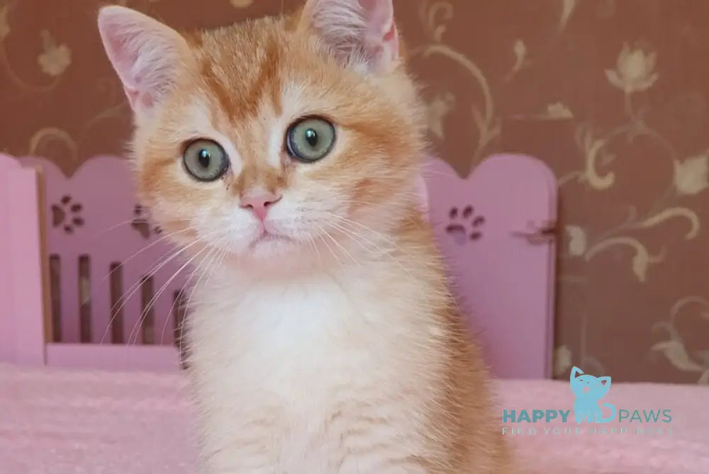 Quartz British Shorthair male chocolate golden chinchilla live animals