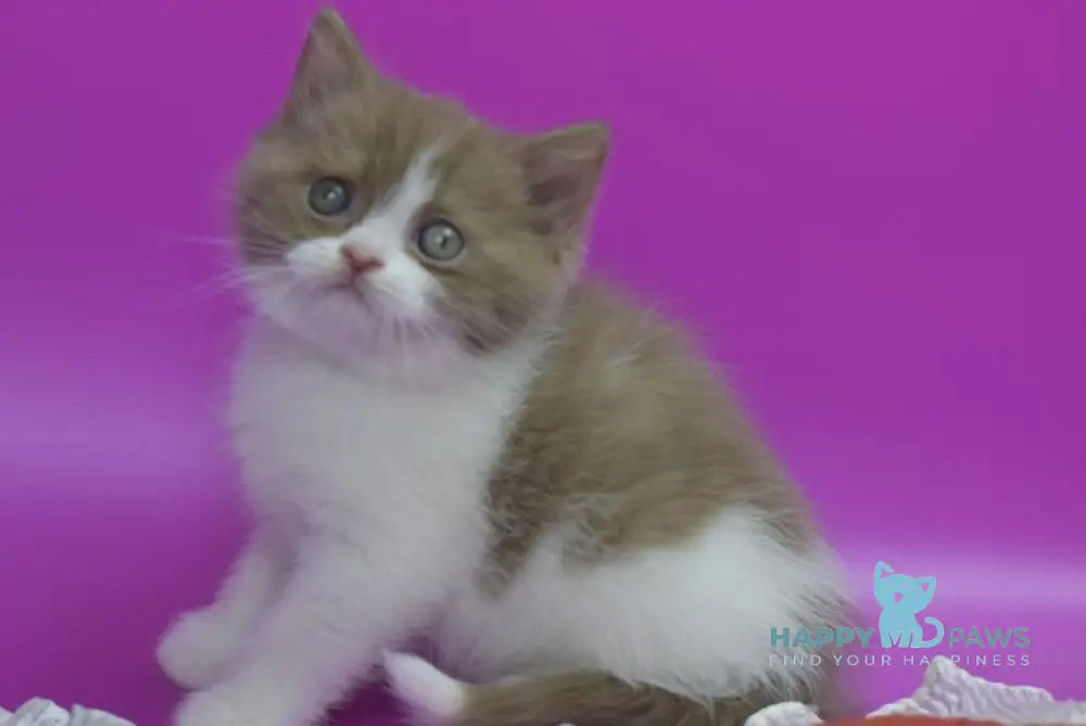 Quartz British Shorthair male cinnamon bicolour live animals