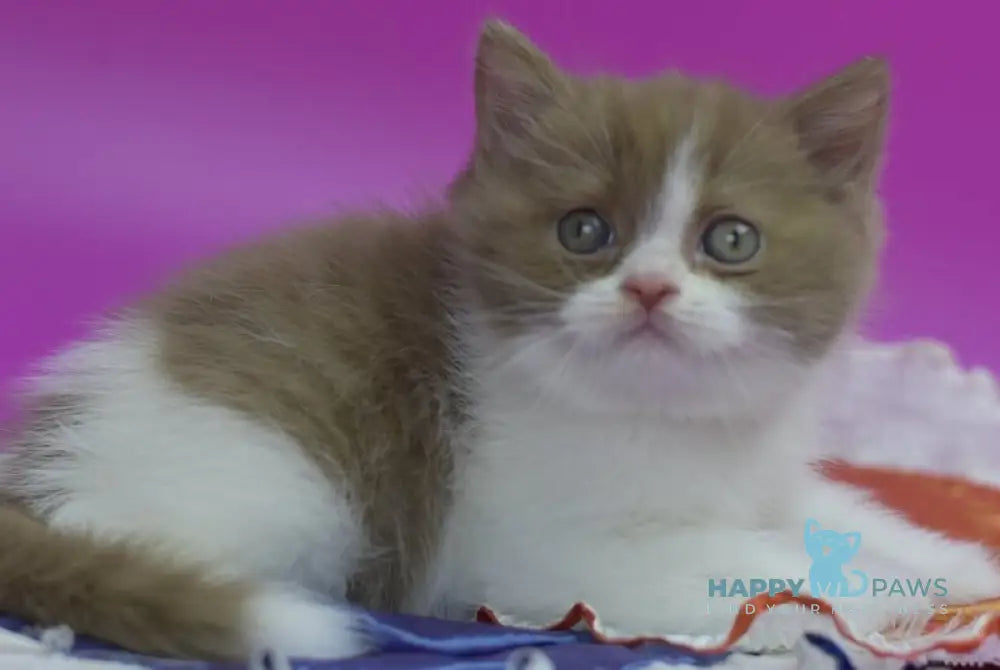 Quartz British Shorthair male cinnamon bicolour live animals