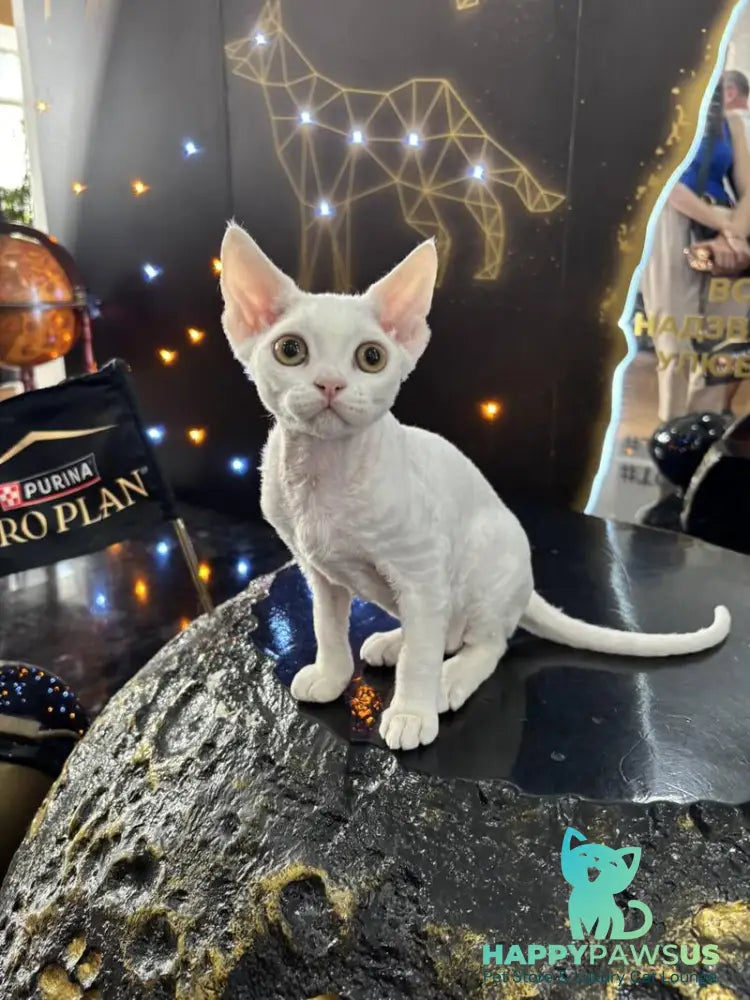 Quartz Devon Rex male white - live animals