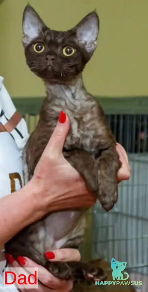 Quartz Devon Rex male white - live animals