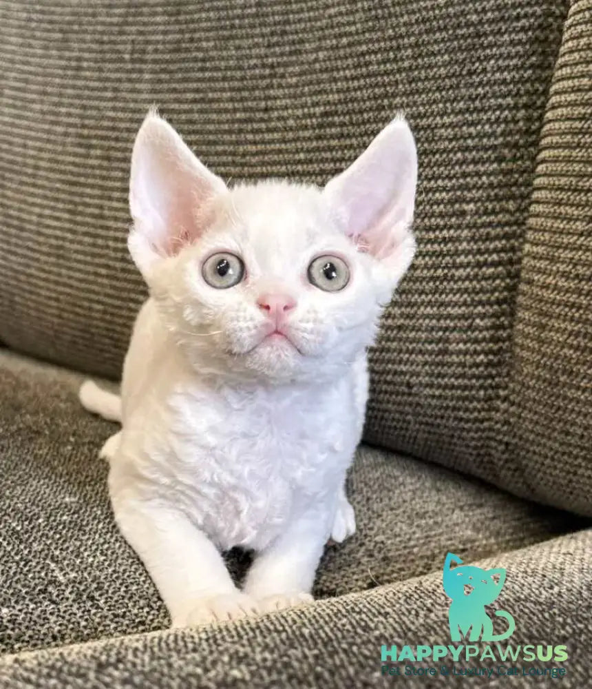 Quartz Devon Rex male white - live animals