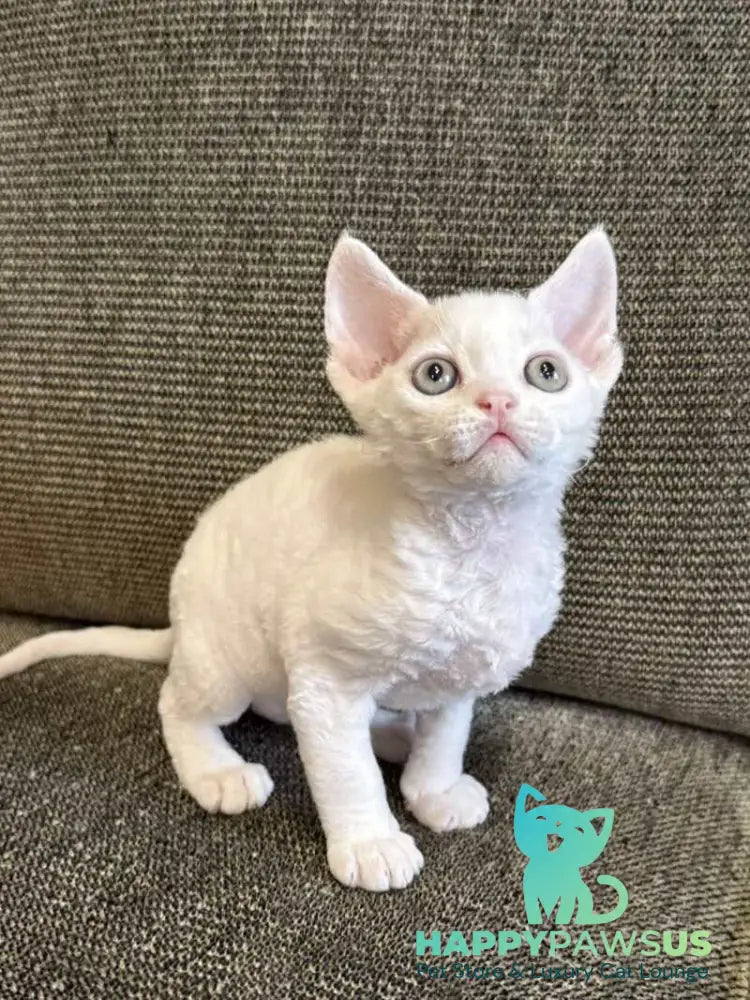 Quartz Devon Rex male white - live animals