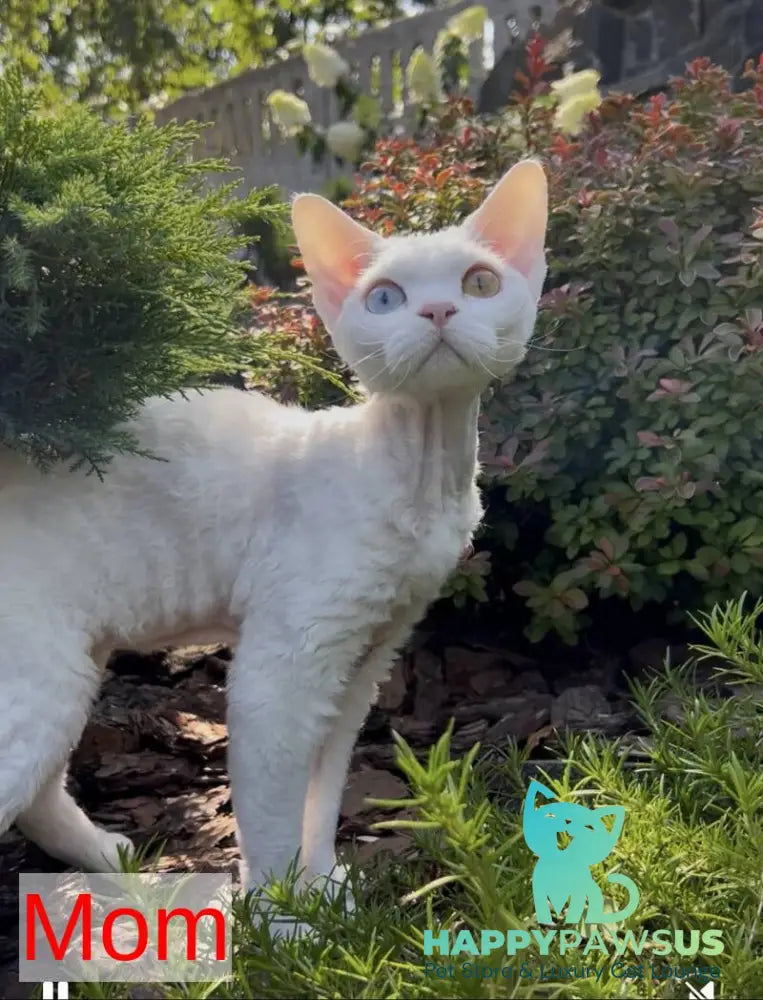 Quartz Devon Rex male white - live animals