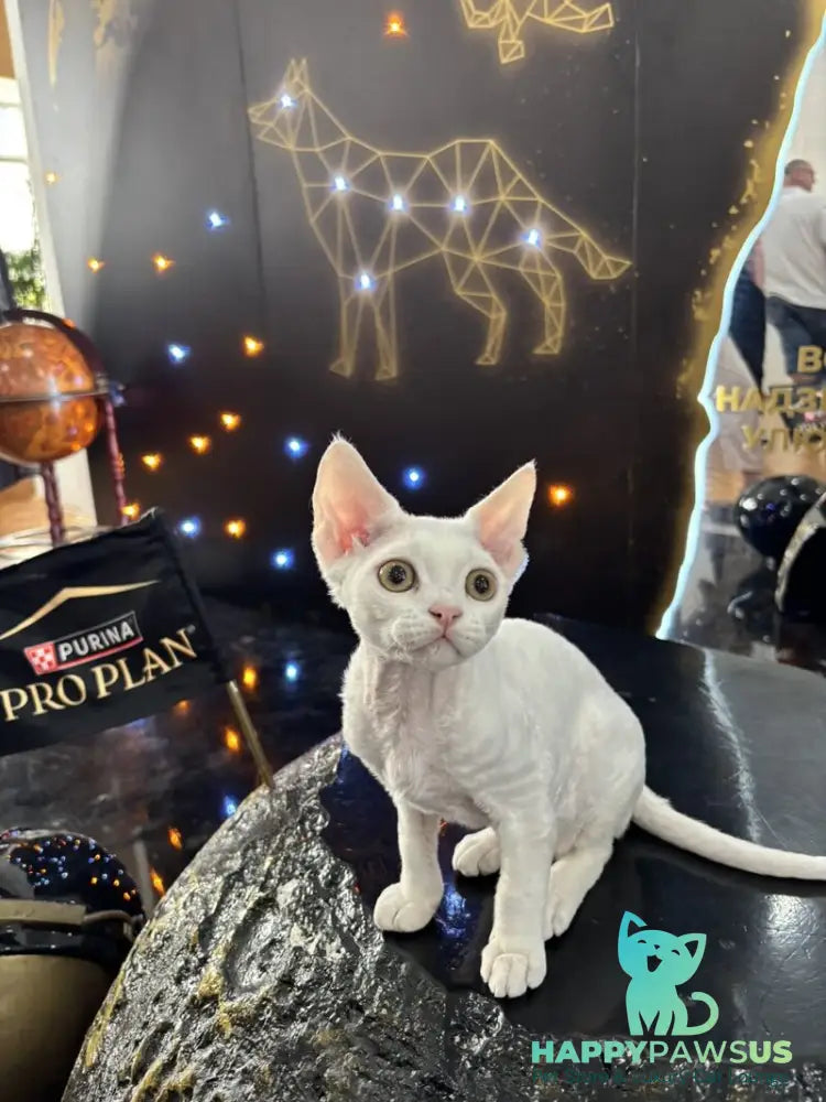 Quartz Devon Rex male white - live animals