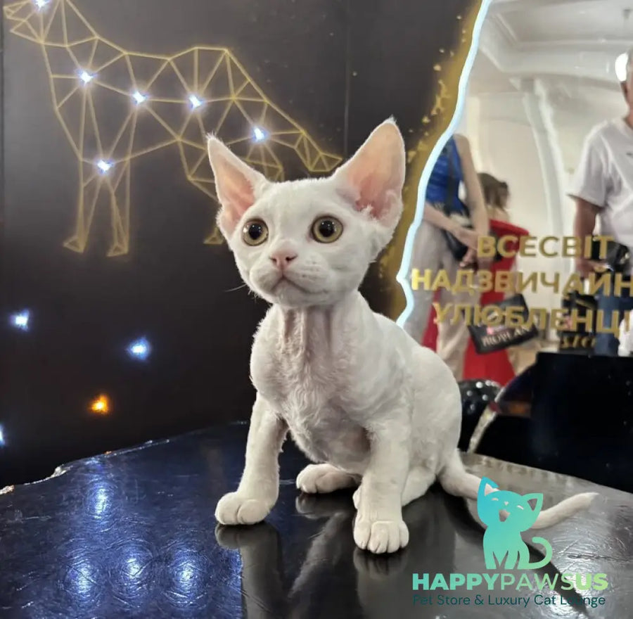 Quartz Devon Rex male white - live animals