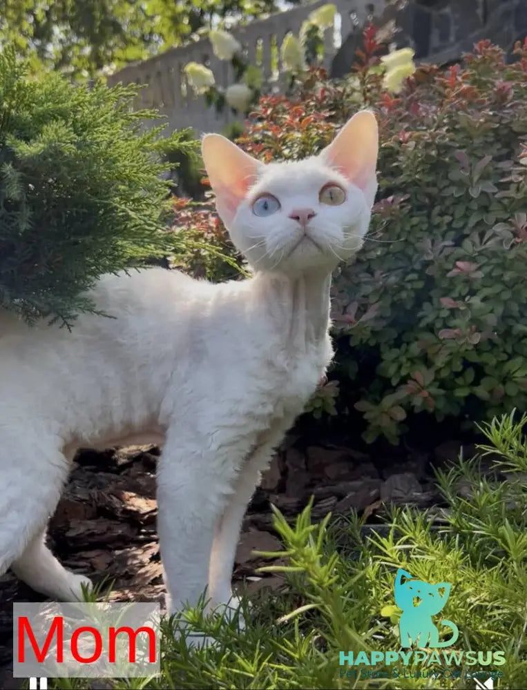 Quartz Devon Rex male white - live animals