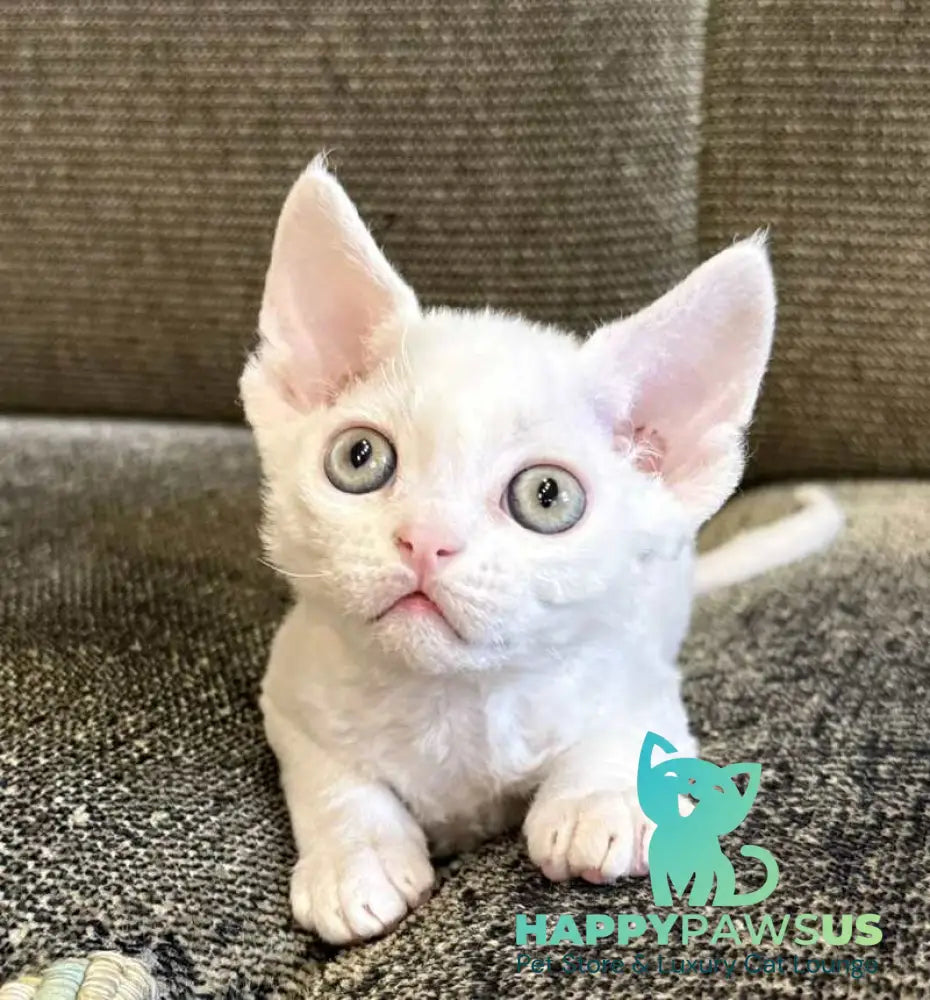 Quartz Devon Rex male white - live animals