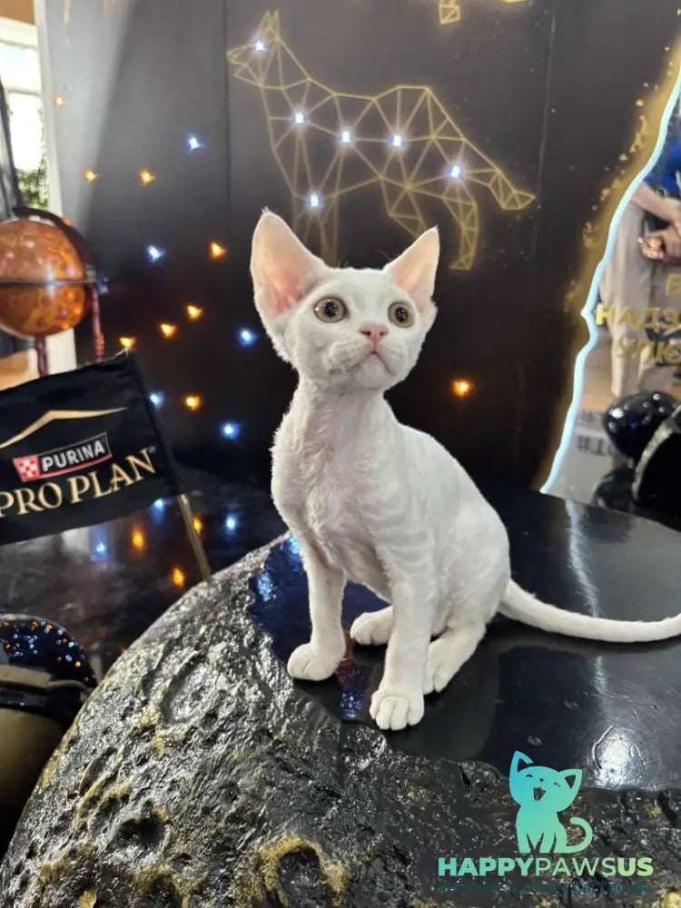 Quartz Devon Rex male white - live animals