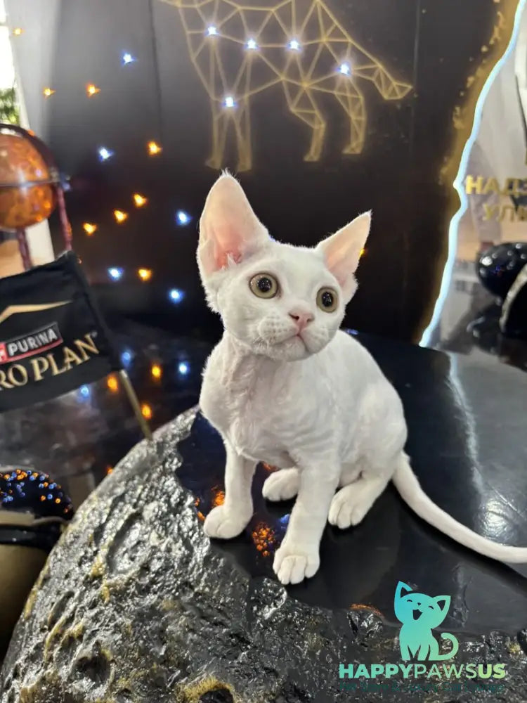 Quartz Devon Rex male white - live animals