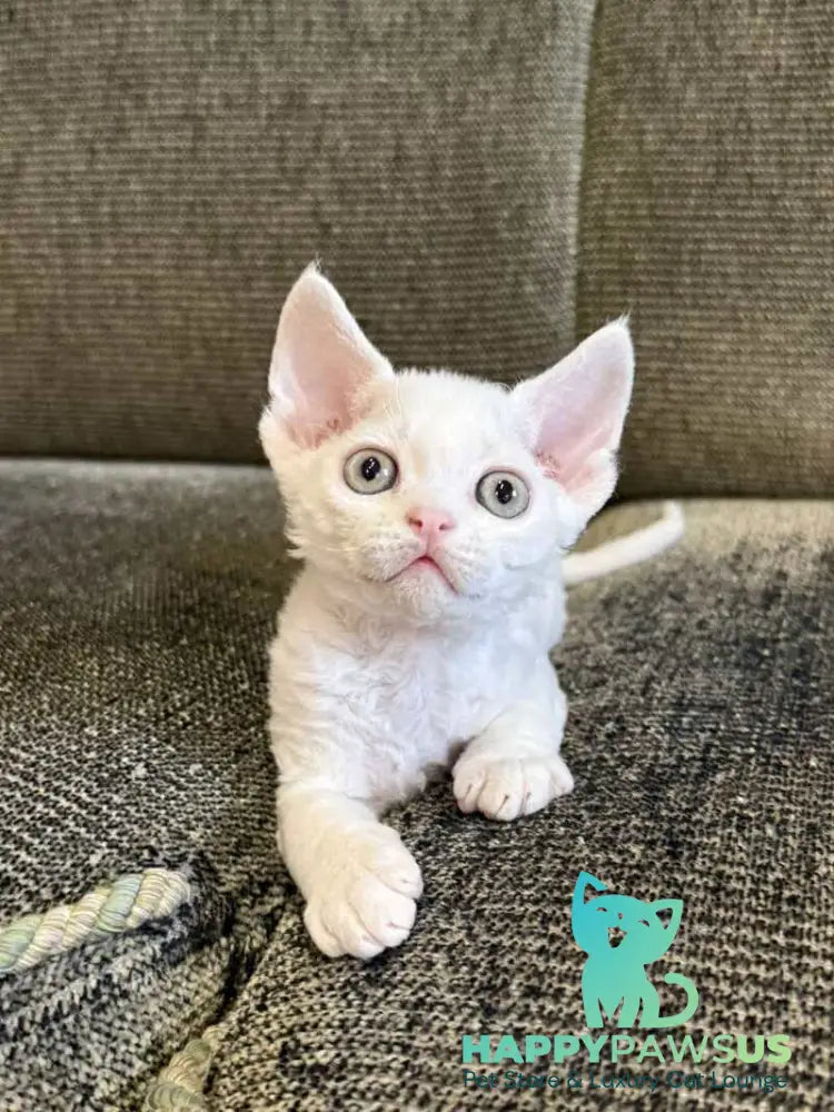 Quartz Devon Rex male white - live animals