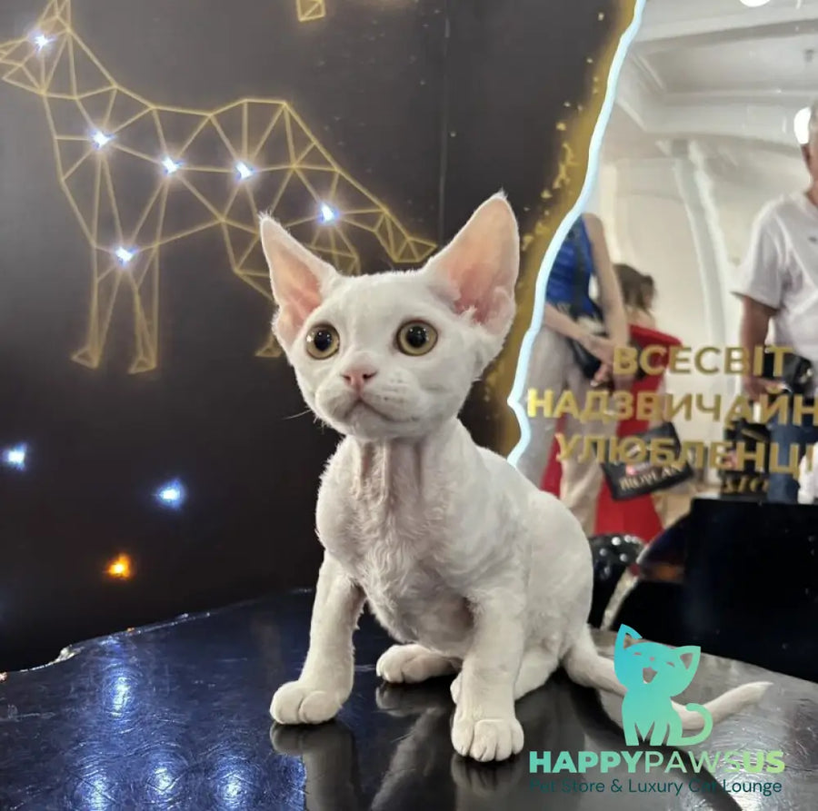 Quartz Devon Rex male white - live animals