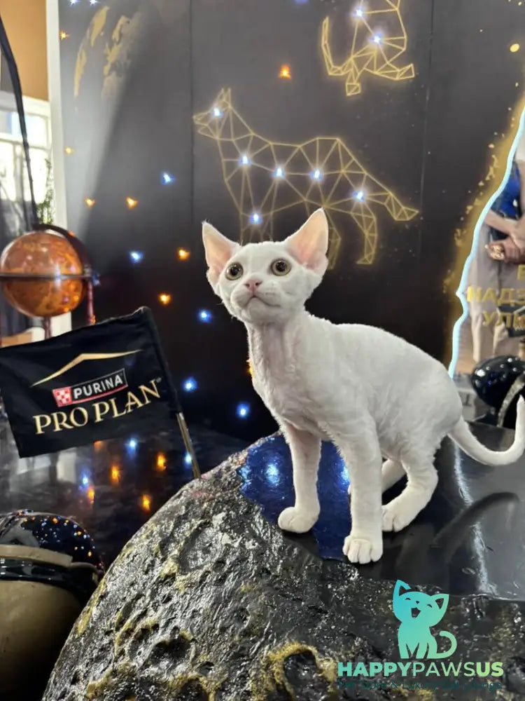 Quartz Devon Rex male white - live animals