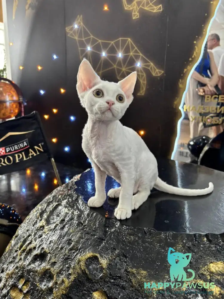 Quartz Devon Rex male white - live animals
