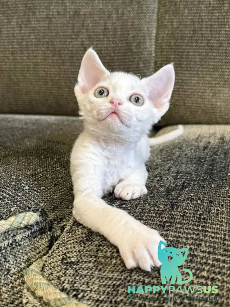 Quartz Devon Rex male white - live animals