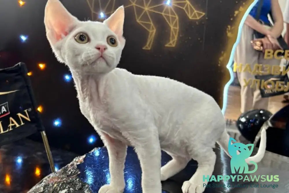 Quartz Devon Rex male white - live animals