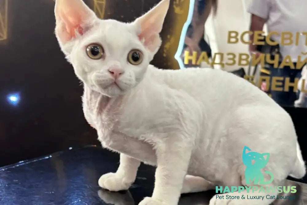 Quartz Devon Rex male white - live animals