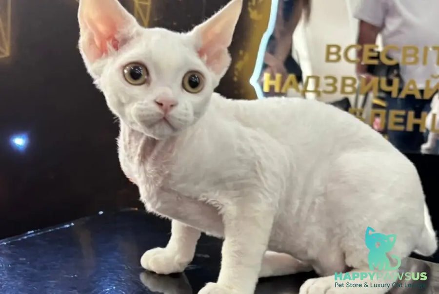 Quartz Devon Rex male white - live animals