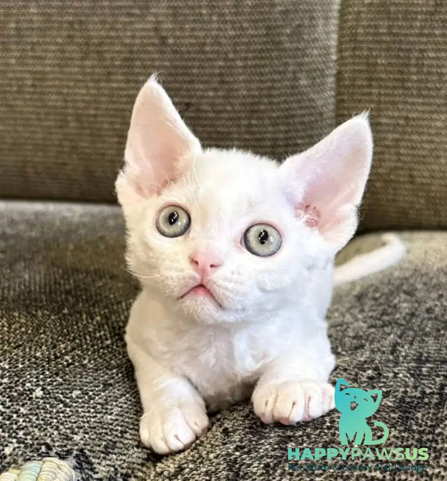 Quartz Devon Rex male white - live animals