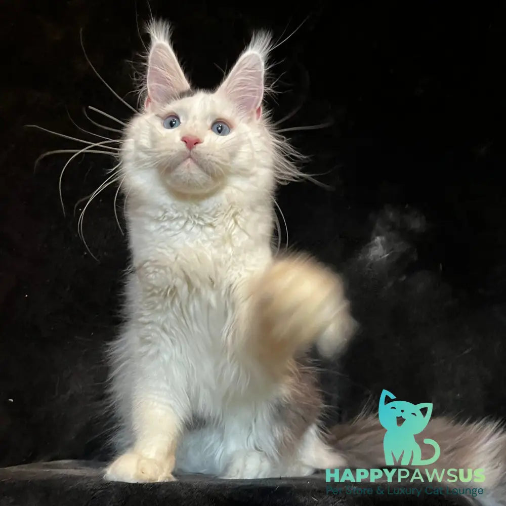 Quartz Maine Coon male black harlequin tabby - live animals