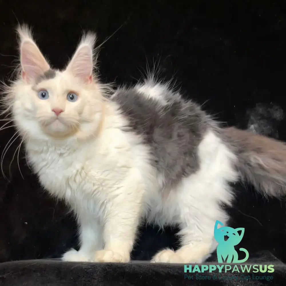 Quartz Maine Coon male black harlequin tabby - live animals