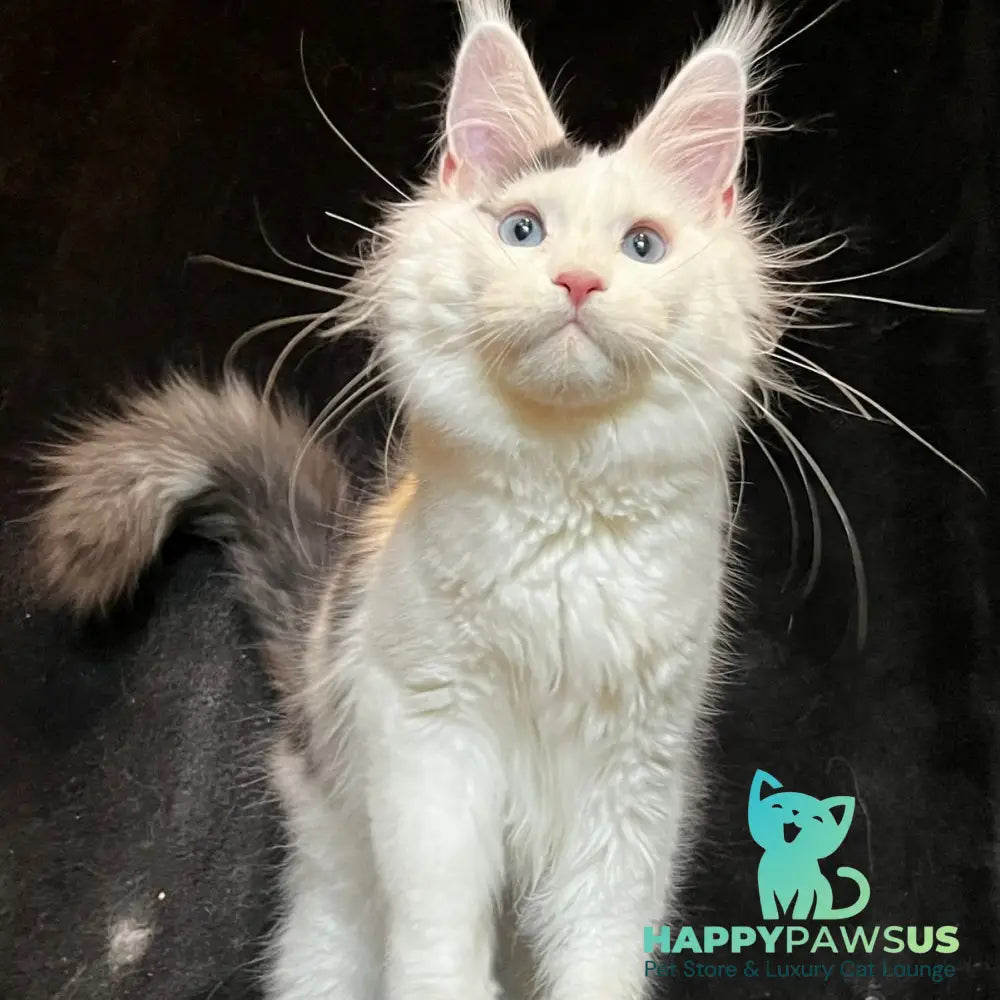 Quartz Maine Coon male black harlequin tabby - live animals
