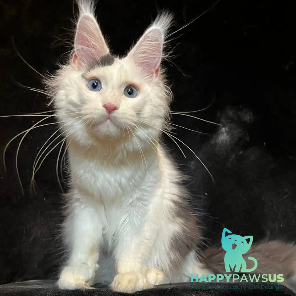 Quartz Maine Coon male black harlequin tabby - live animals