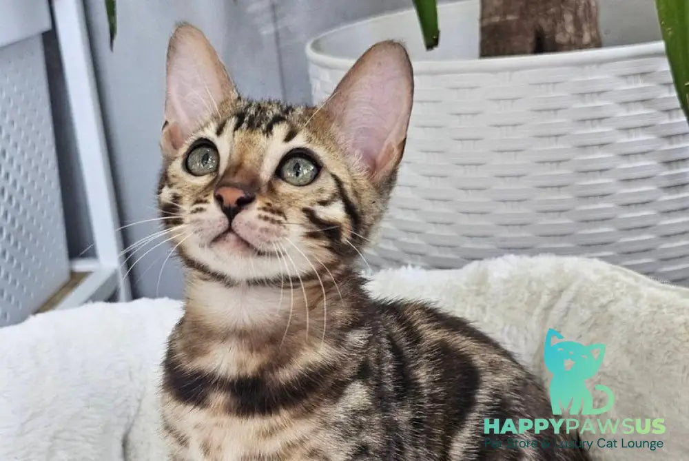 Quasar Bengal male black spotted tabby - live animals