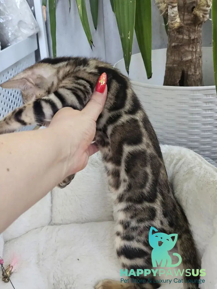 Quasar Bengal male black spotted tabby - live animals