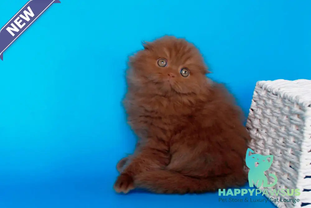 Quasar British Longhair male cinnamon - live animals