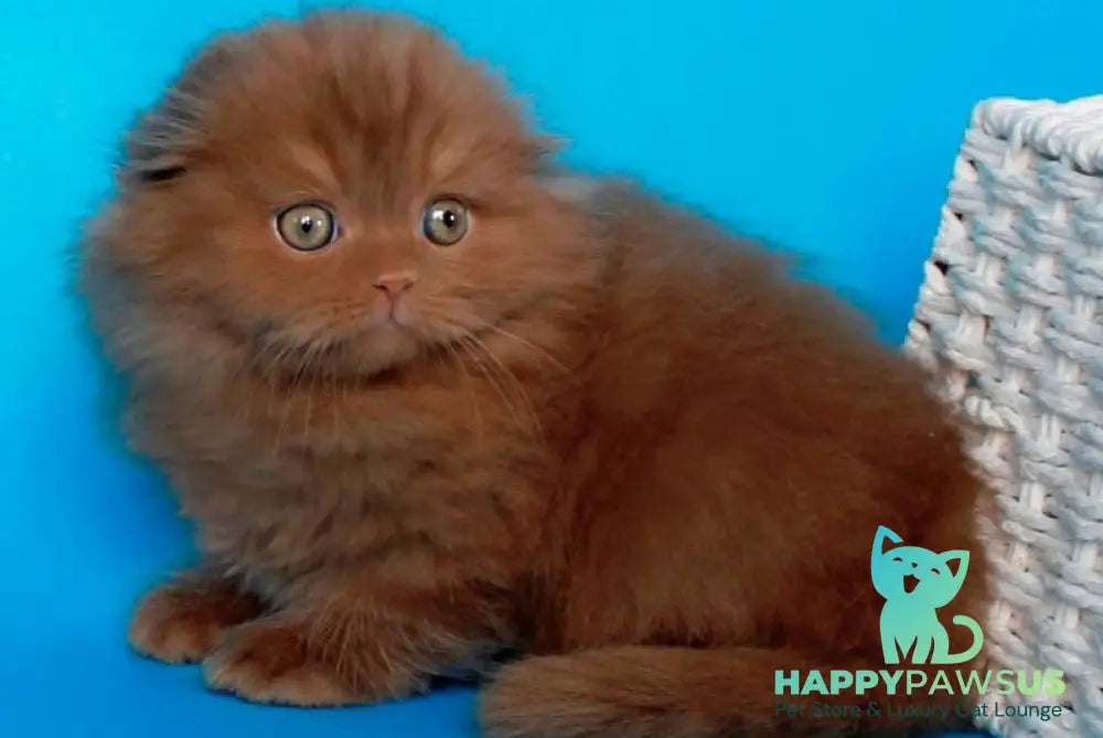 Quasar British Longhair male cinnamon - live animals
