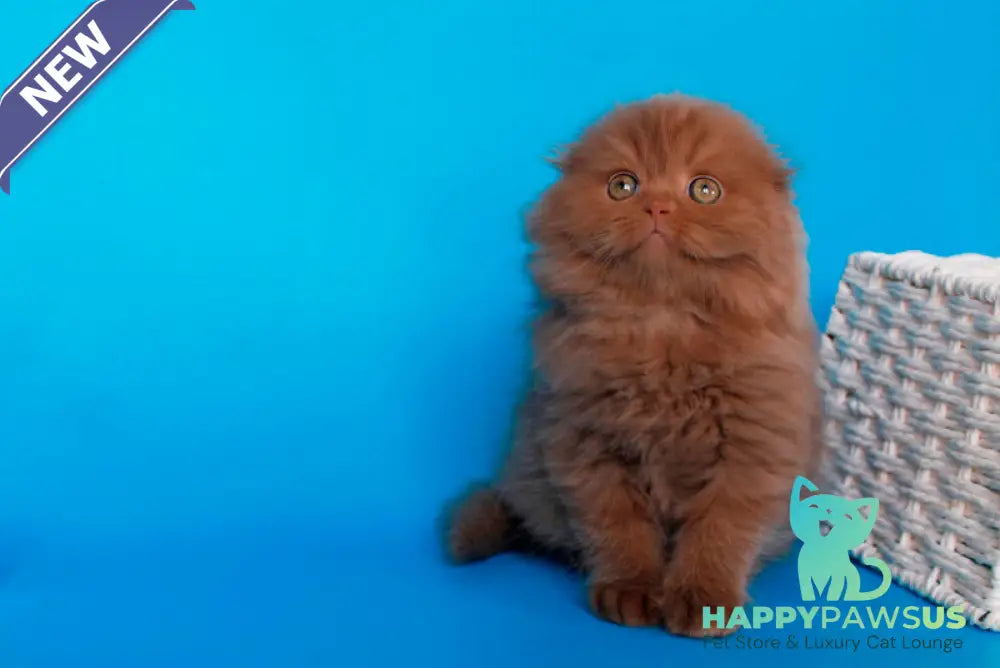 Quasar British Longhair male cinnamon - live animals