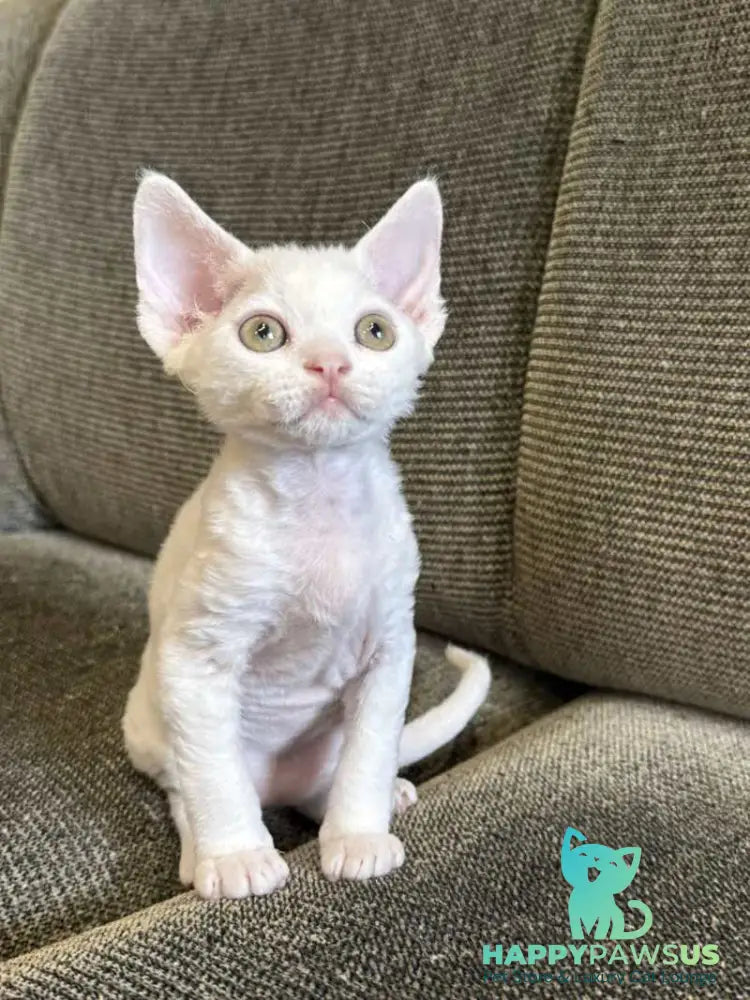 Quasar Devon Rex male white - live animals