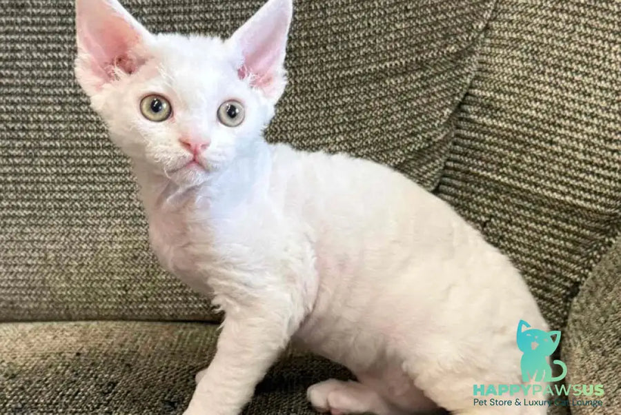 Quasar Devon Rex male white - live animals