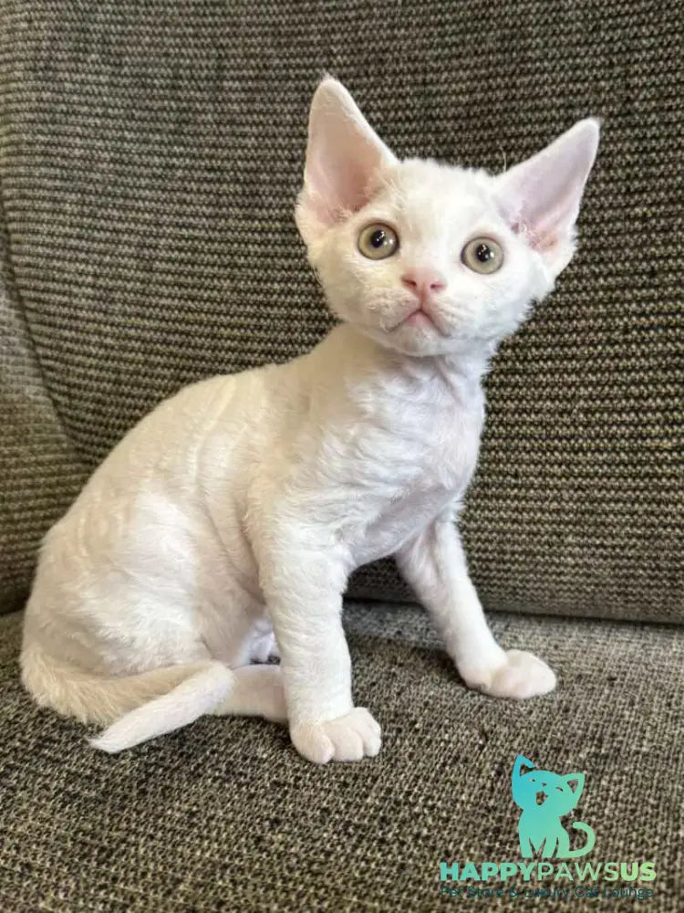 Quasar Devon Rex male white - live animals