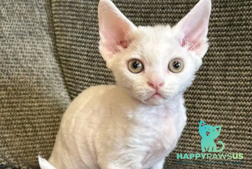 Quasar Devon Rex male white - live animals