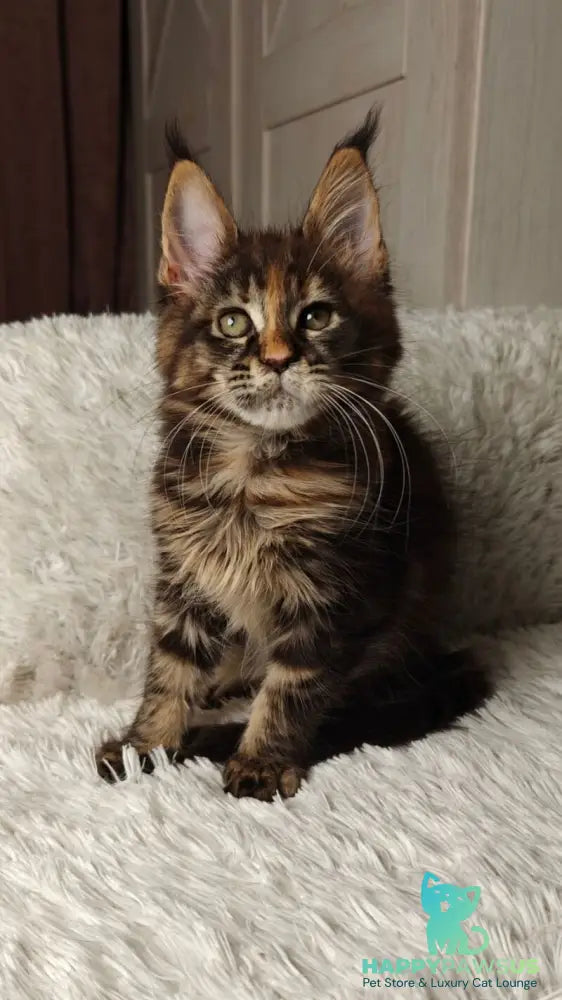 Quasar Maine Coon female black tortie tabby live animals