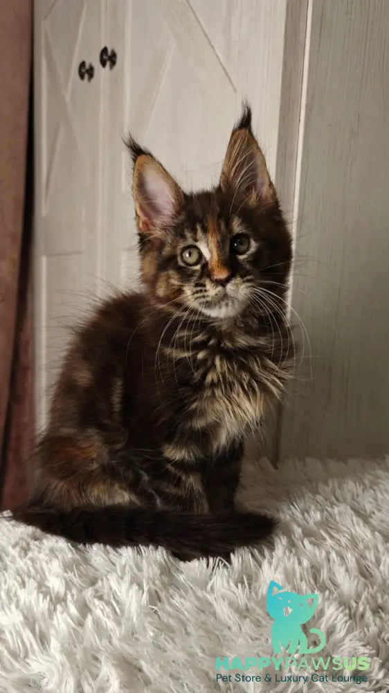 Quasar Maine Coon female black tortie tabby live animals