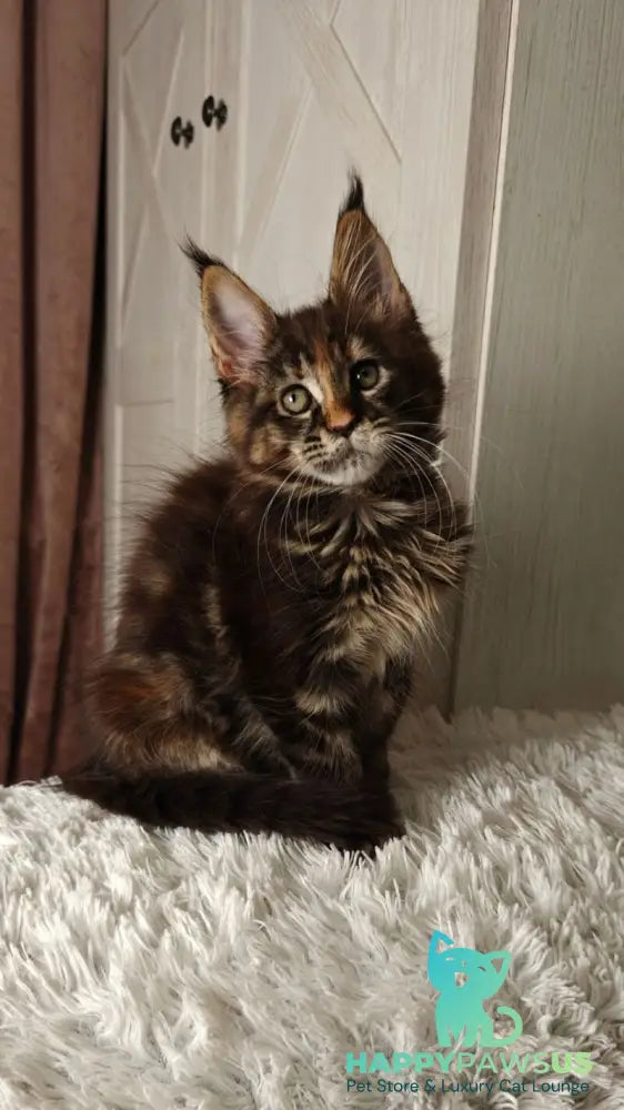 Quasar Maine Coon female black tortie tabby live animals