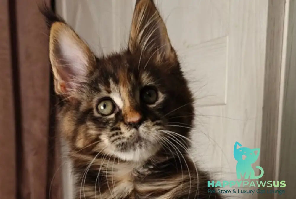 Quasar Maine Coon female black tortie tabby live animals