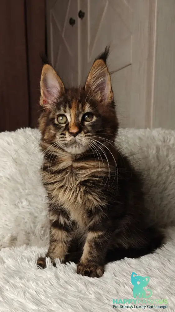 Quasar Maine Coon female black tortie tabby live animals