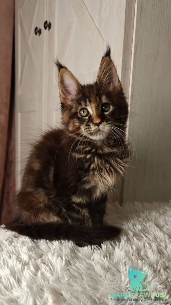 Quasar Maine Coon female black tortie tabby live animals